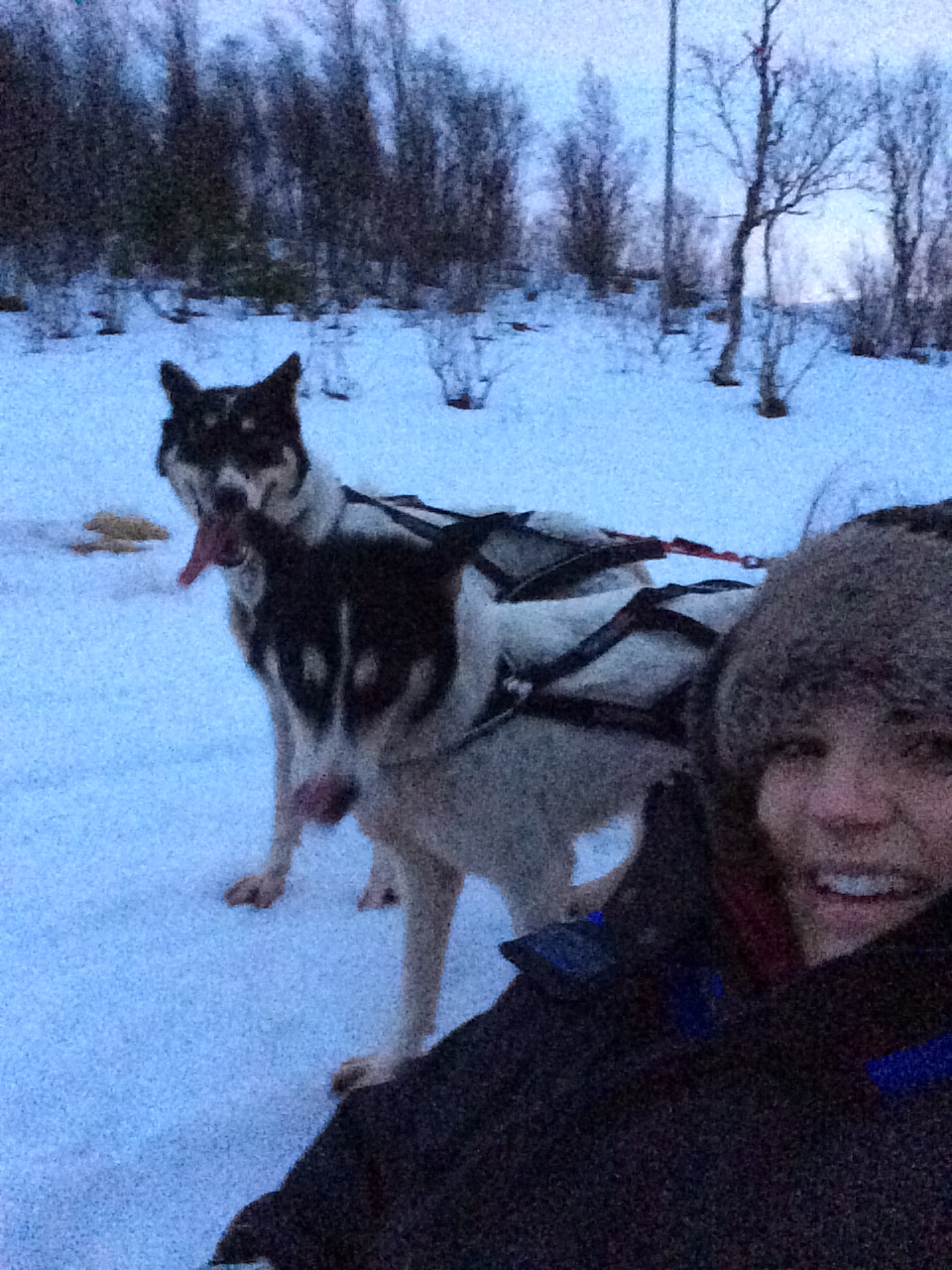 En trineo con perros husky en Tromso